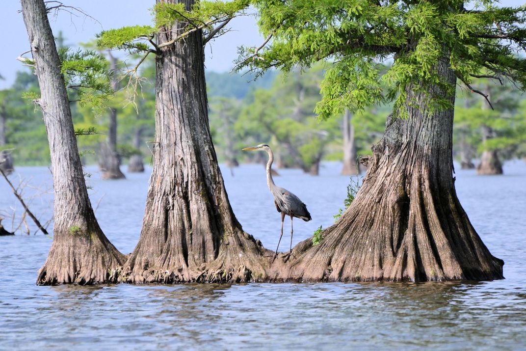 Fishing Reelfoot Lake Sportsman's Resort North & South - Fishsurfing